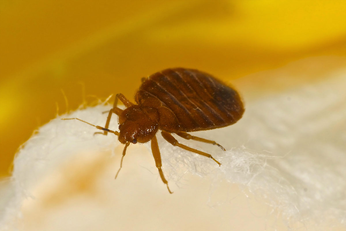 Professional bed bug removal and treatment