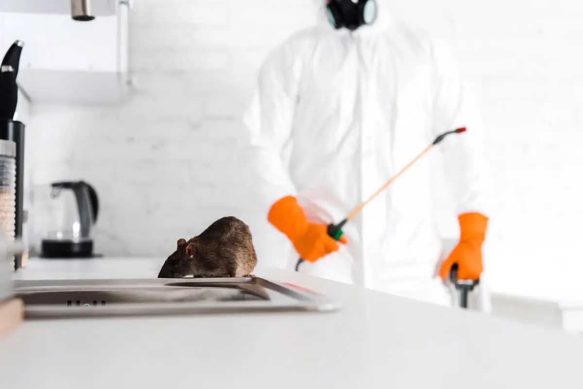 Cockroach pest control treatment servicep