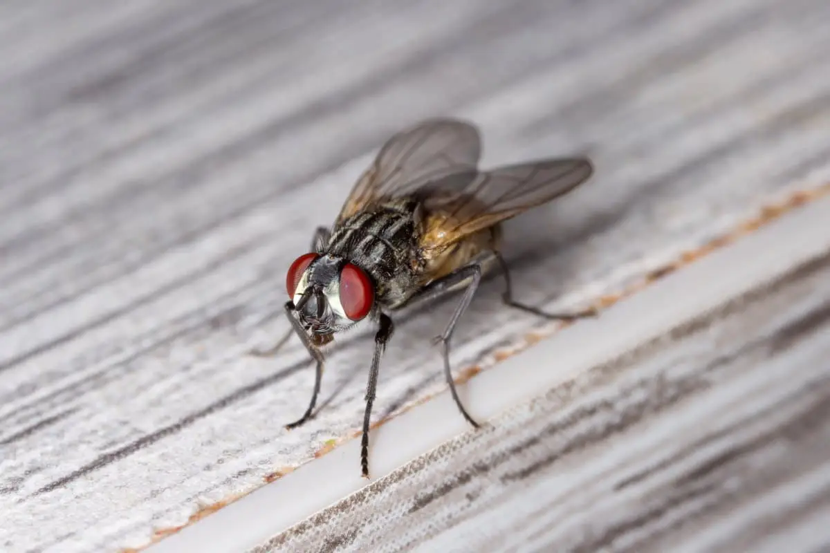 House flies control services with spraying and sanitation
